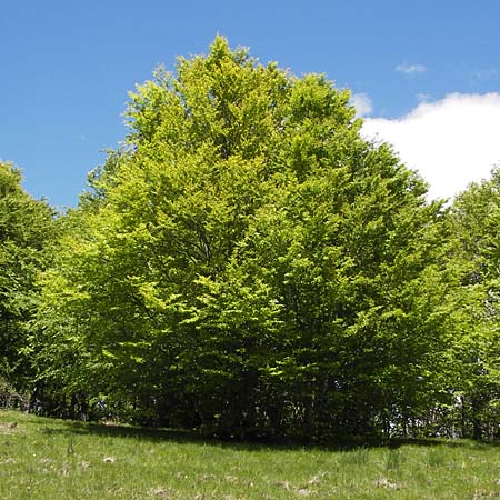 Fagus sylvatica \ Rot-Buche, I Liguria, Molini di Triora 26.5.2013