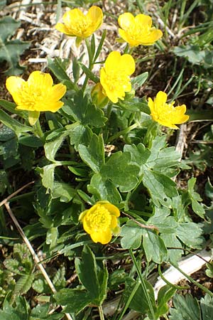 Ranunculus montanus \ Berg-Hahnenfu / Mountain Buttercup, I Alpi Bergamasche, Pizzo Arera 9.6.2017