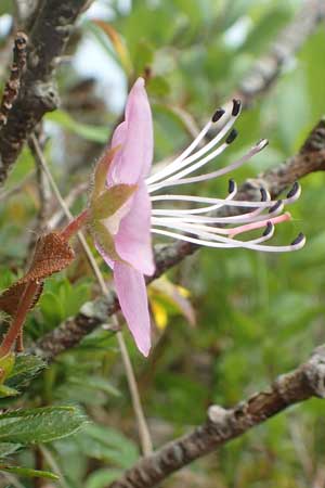 Rhodothamnus chamaecistus \ Zwerg-Alpenrose, I Alpi Bergamasche, Monte Alben 11.6.2017