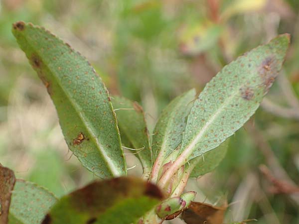 Rhodothamnus chamaecistus / Dwarf Alpenrose, I Alpi Bergamasche, Monte Alben 11.6.2017