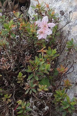 Rhodothamnus chamaecistus \ Zwerg-Alpenrose / Dwarf Alpenrose, I Alpi Bergamasche, Monte Alben 11.6.2017