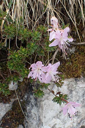 Rhodothamnus chamaecistus \ Zwerg-Alpenrose / Dwarf Alpenrose, I Alpi Bergamasche, Monte Alben 11.6.2017