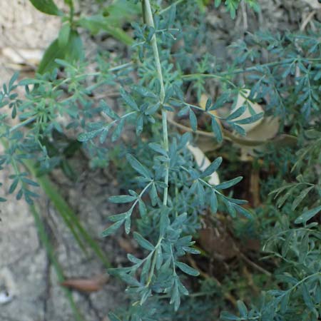 Ruta angustifolia \ Schmalblttrige Raute / Narrow-Leaved Rue, I Liguria, Deiva Marina 30.9.2023