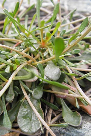 Reseda phyteuma / Corn Mignonette, Rampion Mignonette, I Liguria, Sassello 25.5.2013