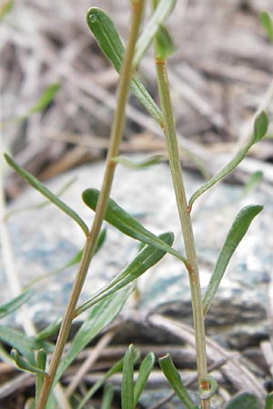 Reseda phyteuma \ Rapunzel-Resede, Sternfrucht / Corn Mignonette, Rampion Mignonette, I Liguria, Sassello 25.5.2013