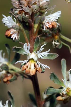 Reseda phyteuma \ Rapunzel-Resede, Sternfrucht / Corn Mignonette, Rampion Mignonette, I Diano San Pietro 25.2.2019 (Photo: Uwe & Katja Grabner)