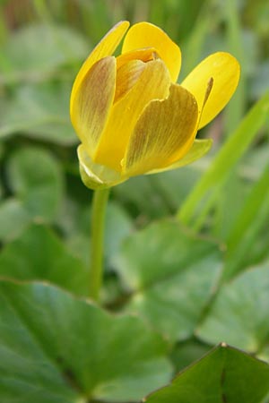 Ficaria grandiflora \ Grobltiges Scharbockskraut / Large-Flowered Celandine, I Cattolica 24.3.2013