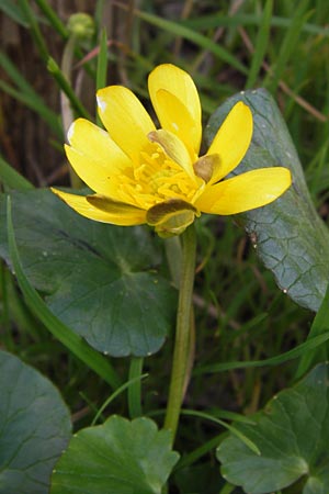 Ficaria grandiflora \ Grobltiges Scharbockskraut / Large-Flowered Celandine, I Cattolica 24.3.2013