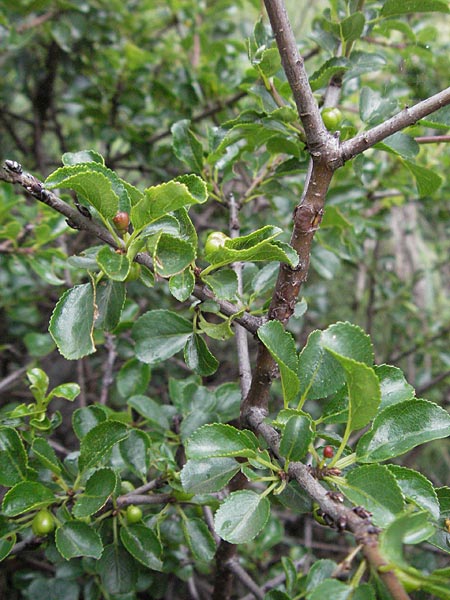 Rhamnus saxatilis subsp. infectoria \ Kreuzdorn / Buckthorn, I Gole del Salinello bei/near Ripe 6.6.2007