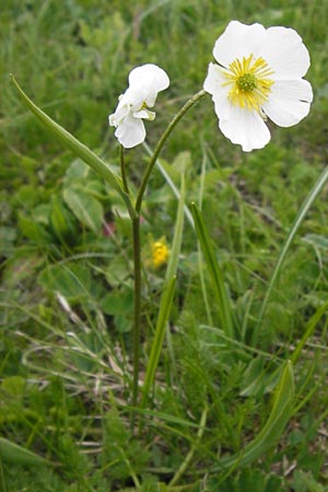 Ranunculus kuepferi \ Kpfers Hahnenfu / Kuepfer's Buttercup, I Liguria, Imperia, Monte Saccarello 29.5.2013