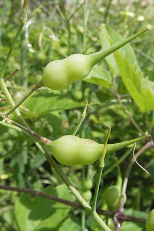 Raphanus raphanistrum subsp. landra \ Gelber Acker-Rettich / Mediterranean Radish, I Ancona 30.5.2007