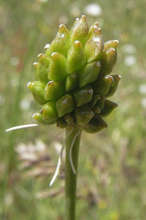 Ranunculus lingua \ Zungen-Hahnenfu / Greater Spearwort, I Monti Sibillini 8.6.2007