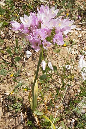 Allium roseum \ Rosen-Lauch, I Finale Ligure 31.5.2013