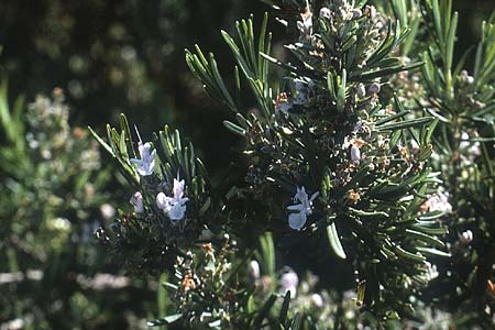 Salvia rosmarinus \ Rosmarin / Rosemary, I Promontorio del Gargano, Mattinata 30.4.1985