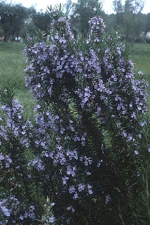 Salvia rosmarinus \ Rosmarin, I Gardasee 8.5.1986