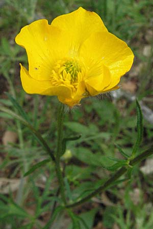 Ranunculus polyanthemoides \ Polyanthemushnlicher Hahnenfu, Verschiedenschnabeliger Hahnenfu / Buttercup, I Monti Sibillini 8.6.2007