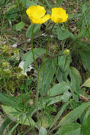 Ranunculus polyanthemoides \ Polyanthemushnlicher Hahnenfu, Verschiedenschnabeliger Hahnenfu / Buttercup, I Monti Sibillini 8.6.2007