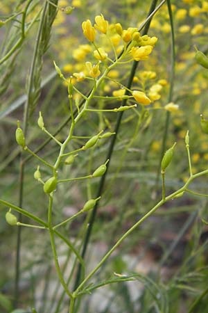 Rorippa pyrenaica \ Wilde Sumpfkresse / Creeping Yellow-Cress, I Liguria, Sassello 25.5.2013