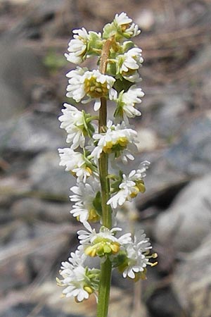 Reseda phyteuma \ Rapunzel-Resede, Sternfrucht, I Liguria, Sassello 25.5.2013