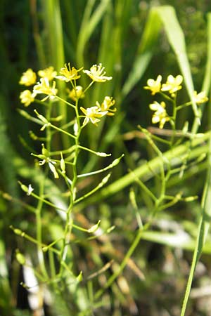 Rorippa pyrenaica \ Wilde Sumpfkresse / Creeping Yellow-Cress, I Genua 22.5.2010