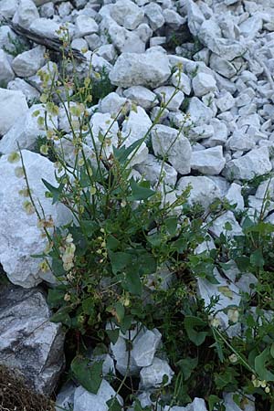 Rumex scutatus \ Schild-Ampfer, I Prags,  Weißlahnsattel 6.7.2022