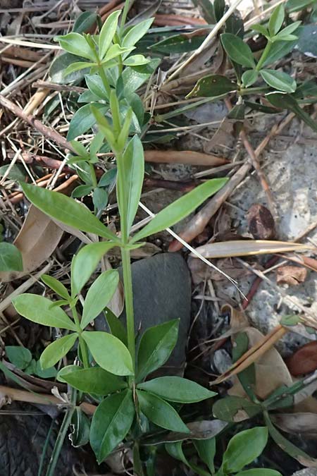 Rubia peregrina \ Wilde Rte, I Liguria, Moneglia 1.10.2023