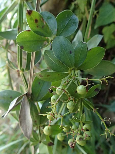 Rubia peregrina \ Wilde Rte / Wild Madder, I Liguria, Sestri Levante 3.10.2023