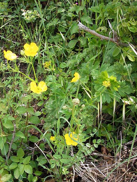 Ranunculus neapolitanus \ Neapolitanischer Hahnenfu / Naples Buttercup, I Liguria, Castelvecchio di Rocca Barbena 19.5.2013