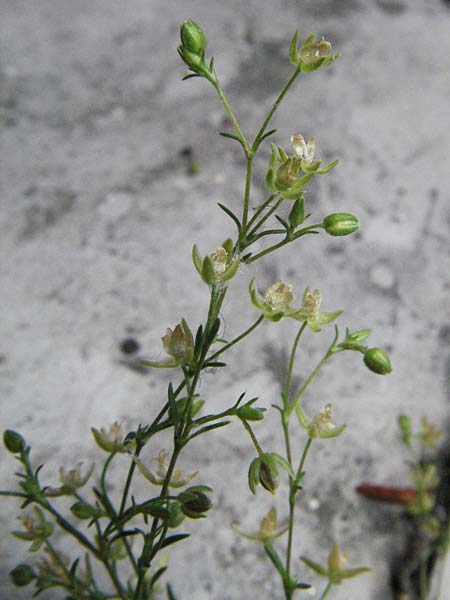 Sagina micropetala \ Aufrechtes Mastkraut / Fringed Pearlwort, I Tolentino 31.5.2007