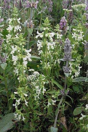 Stachys annua \ Einjhriger Ziest / Annual Yellow Woundwort, I Norcia 7.6.2007