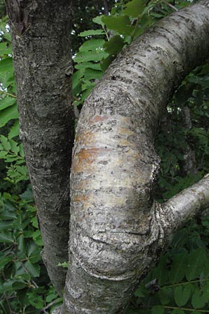 Sorbus aucuparia \ Vogelbeere, Eberesche, I Monti Sibillini 8.6.2007