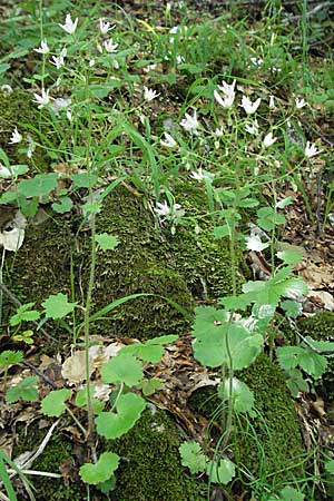 Saxifraga rotundifolia \ Rundblttriger Steinbrech / Round-Leaved Saxifrage, I Monti Sibillini 8.6.2007