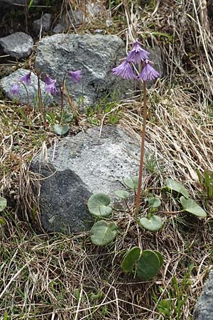 Soldanella alpina \ Alpenglckchen / Alpine Snowbell, I Passo San Marco 10.6.2017