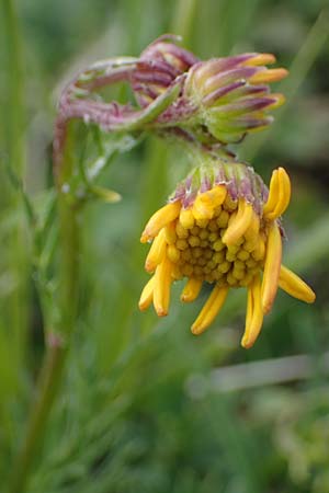 Senecio abrotanifolius \ Eberreisblttriges Greiskraut, Eberrauten-Greiskraut / Southernwood-Leaved Ragwort, I Südtirol,  Plätzwiese 5.7.2022