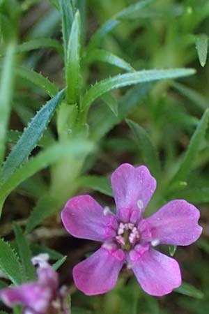 Silene acaulis \ Stngelloses Leimkraut, Kalk-Polsternelke, I Prags,  Weißlahnsattel 6.7.2022