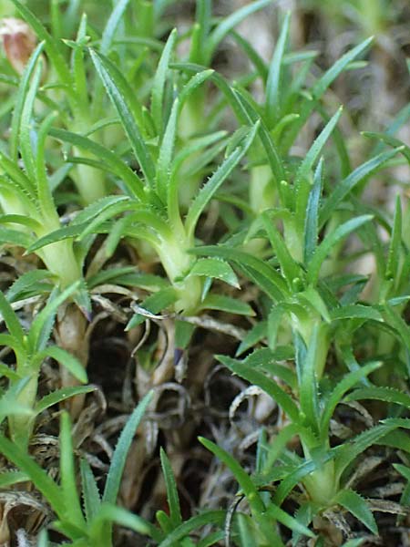 Silene acaulis \ Stngelloses Leimkraut, Kalk-Polsternelke, I Prags,  Weißlahnsattel 6.7.2022