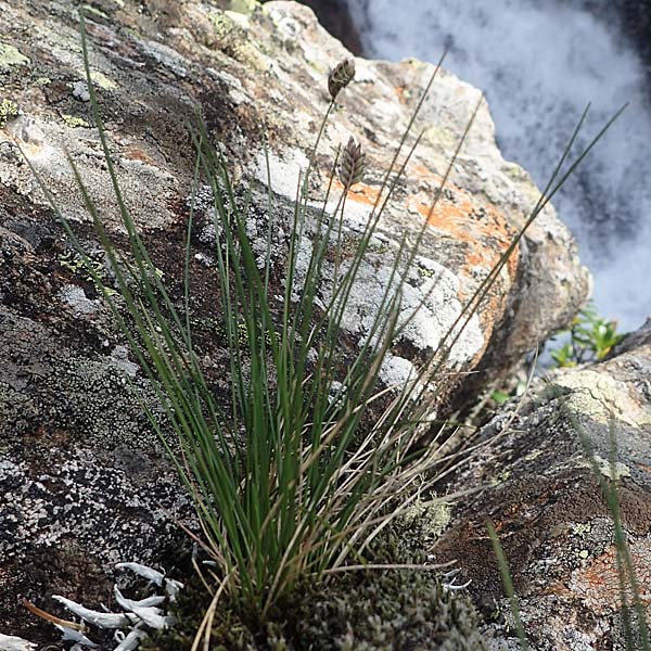 Oreochloa disticha \ Zweizeiliges Kopfgras, I Südtirol,  Stallersattel 6.7.2022