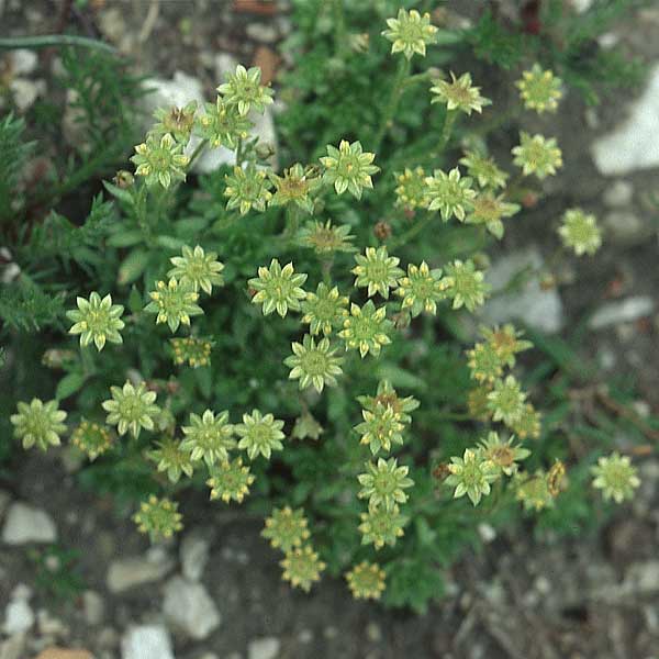 Saxifraga sedoides \ Mauerpfeffer-Steinbrech / Eastern Saxifrage, I Sella-Joch 6.8.2004