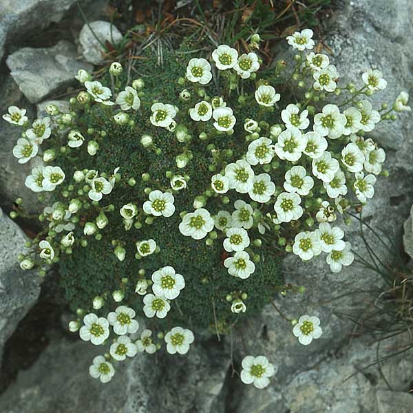 Saxifraga burseriana \ Bursers Steinbrech / Burser's Saxifrage, I Sella-Joch 6.8.2004