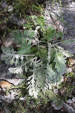 Senecio cineraria \ Aschen-Greiskraut, Silber-Greiskraut / Silver Ragwort, Dusty Miller, I Liguria, Toirano 20.5.2013