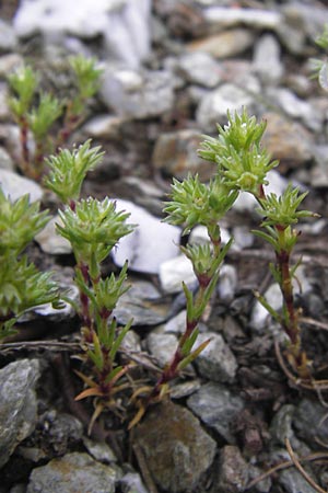 Scleranthus polycarpos \ Triften-Knuelkraut / German Knotweed, I Liguria, Col de San Bernardo 28.5.2013