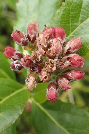 Sorbus chamaemespilus \ Zwerg-Mehlbeere, Berg-Mehlbeere / Dwarf Whitebeam, False Medlar, I Alpi Bergamasche, Pizzo Arera 9.6.2017