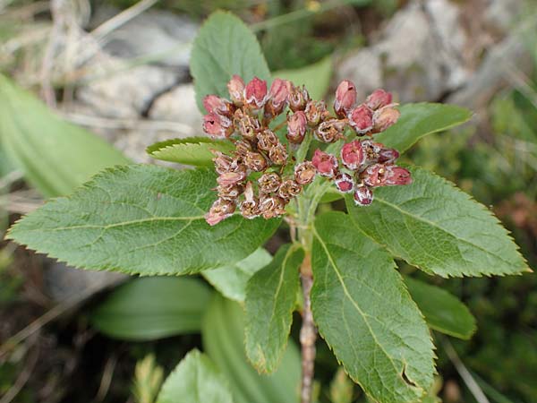 Sorbus chamaemespilus \ Zwerg-Mehlbeere, Berg-Mehlbeere, I Alpi Bergamasche, Pizzo Arera 9.6.2017