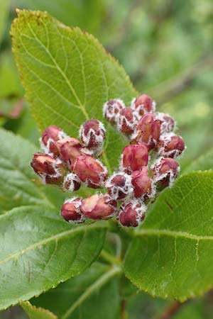 Sorbus chamaemespilus \ Zwerg-Mehlbeere, Berg-Mehlbeere / Dwarf Whitebeam, False Medlar, I Alpi Bergamasche, Pizzo Arera 9.6.2017