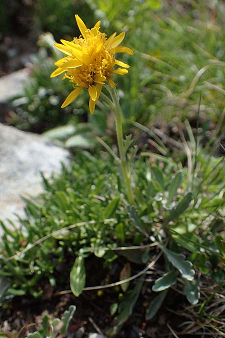 Senecio incanus subsp. carniolicus \ Krainer Greiskraut, I Südtirol,  Stallersattel 6.7.2022