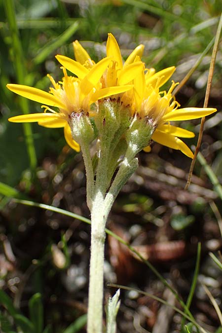 Senecio incanus subsp. carniolicus \ Krainer Greiskraut, I Südtirol,  Stallersattel 6.7.2022