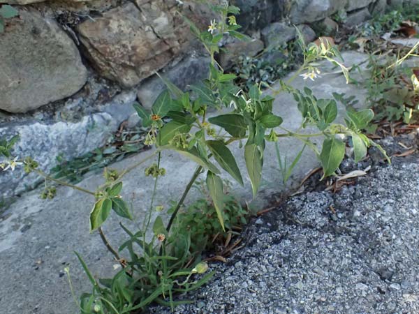 Solanum chenopodioides \ Gnsefublttriger Nachtschatten, Zierlicher Nachtschatten / Whitetip Nightshade, Goosefoot Nightshade, I Liguria, Moneglia 26.9.2023