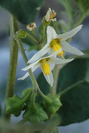 Solanum chenopodioides / Whitetip Nightshade, Goosefoot Nightshade, I Liguria, Moneglia 26.9.2023