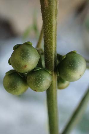 Solanum chenopodioides \ Gnsefublttriger Nachtschatten, Zierlicher Nachtschatten / Whitetip Nightshade, Goosefoot Nightshade, I Liguria, Moneglia 26.9.2023
