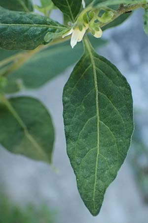 Solanum chenopodioides \ Gnsefublttriger Nachtschatten, Zierlicher Nachtschatten / Whitetip Nightshade, Goosefoot Nightshade, I Liguria, Moneglia 26.9.2023